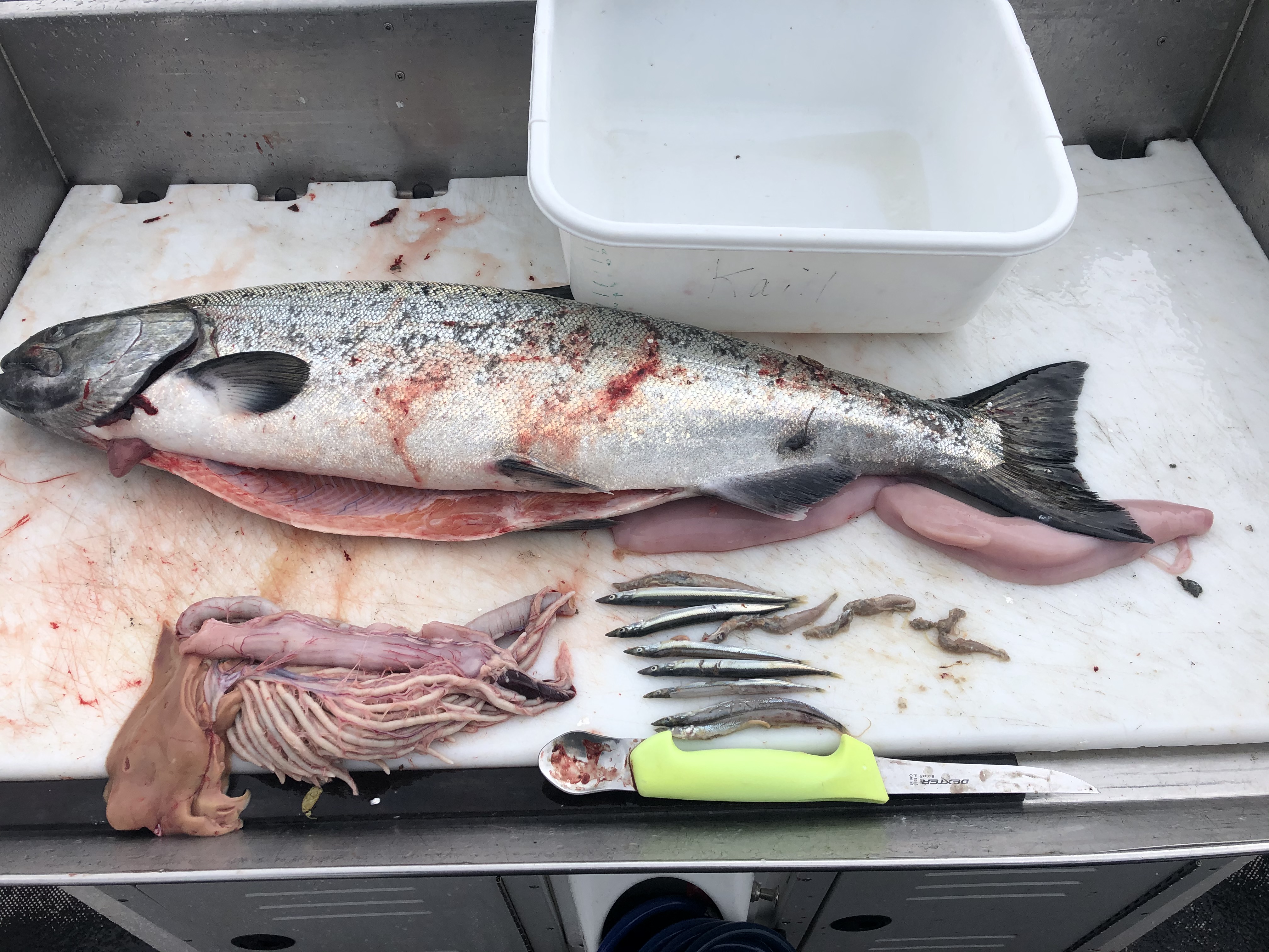 Example king salmon stomach photo