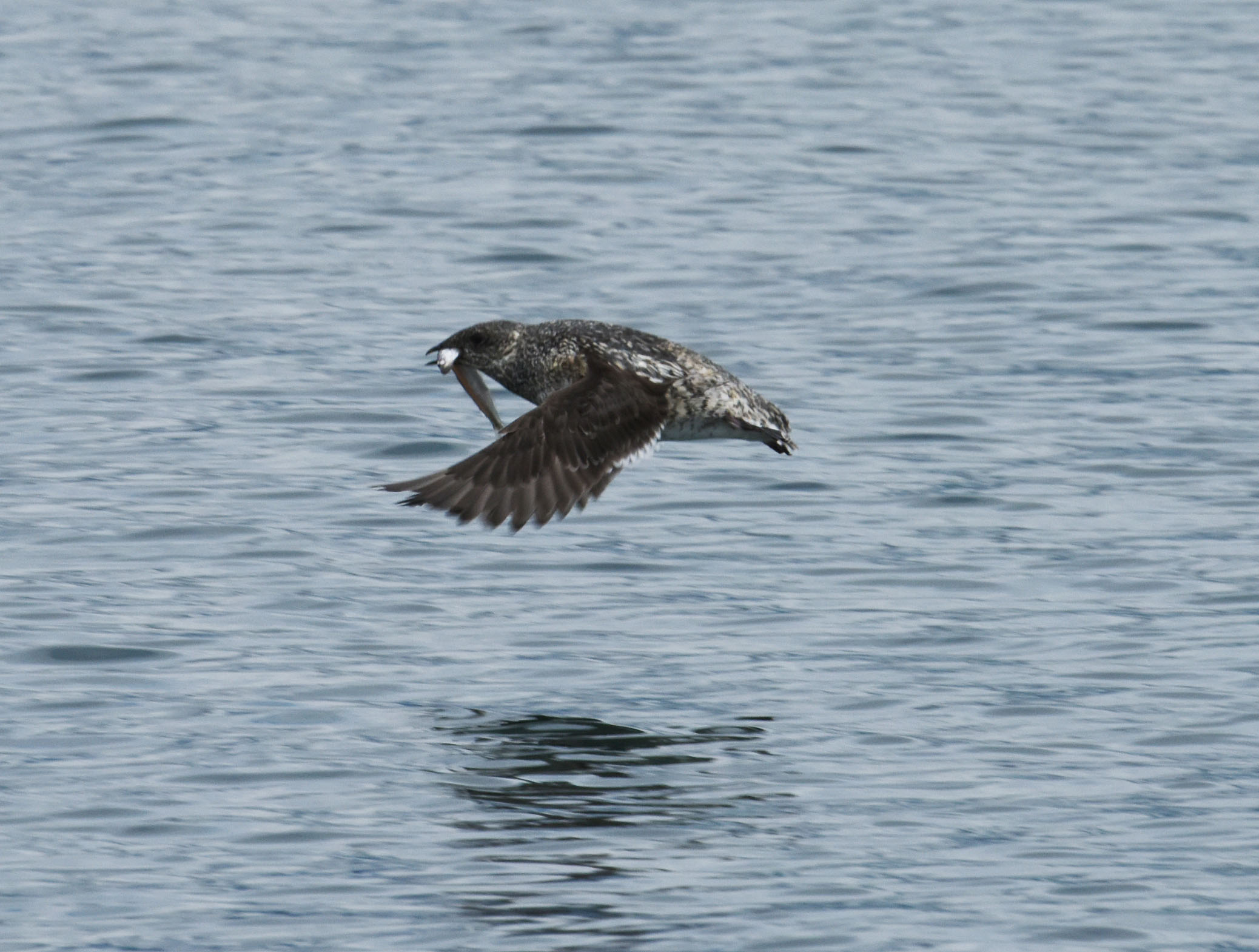 Kittlitz's Murrelet carrying a capelin