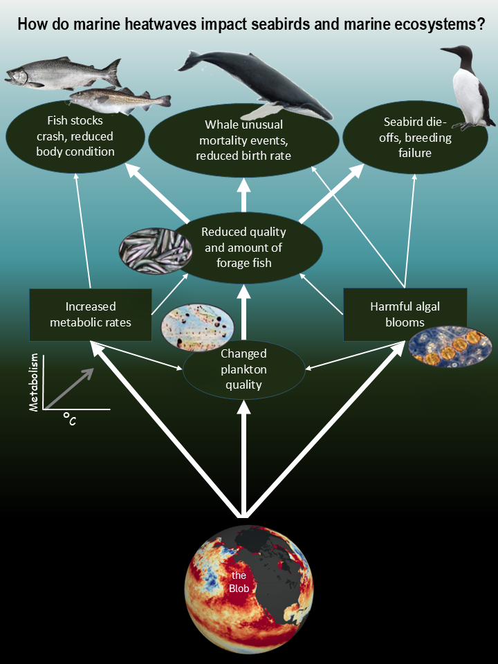 Marine heatwave impacts graphic