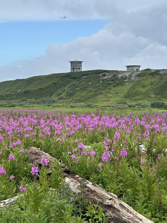 Middleton Island kittiwake tower and auklet burrows