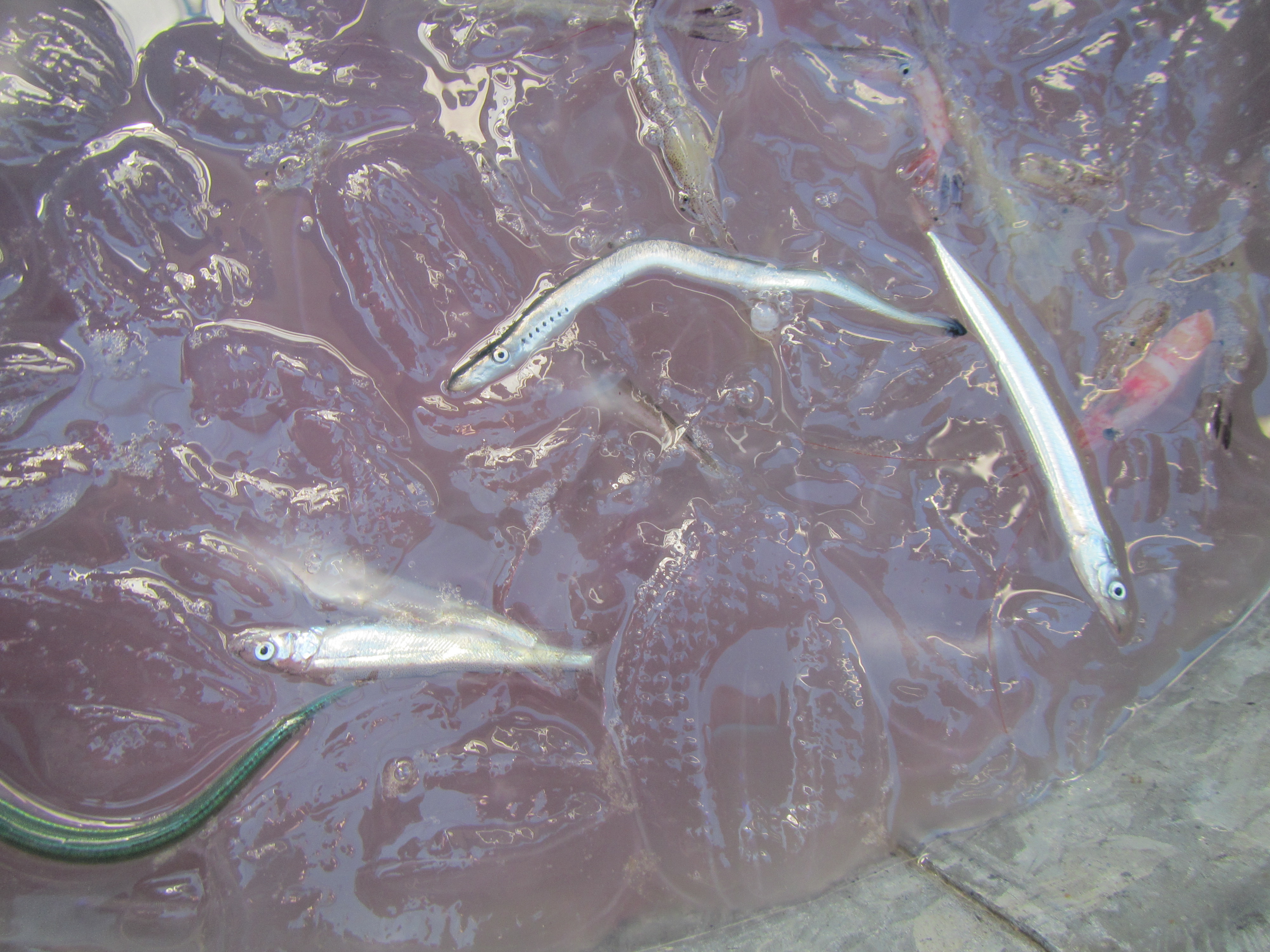 fish and purple jellies in Cook Inlet