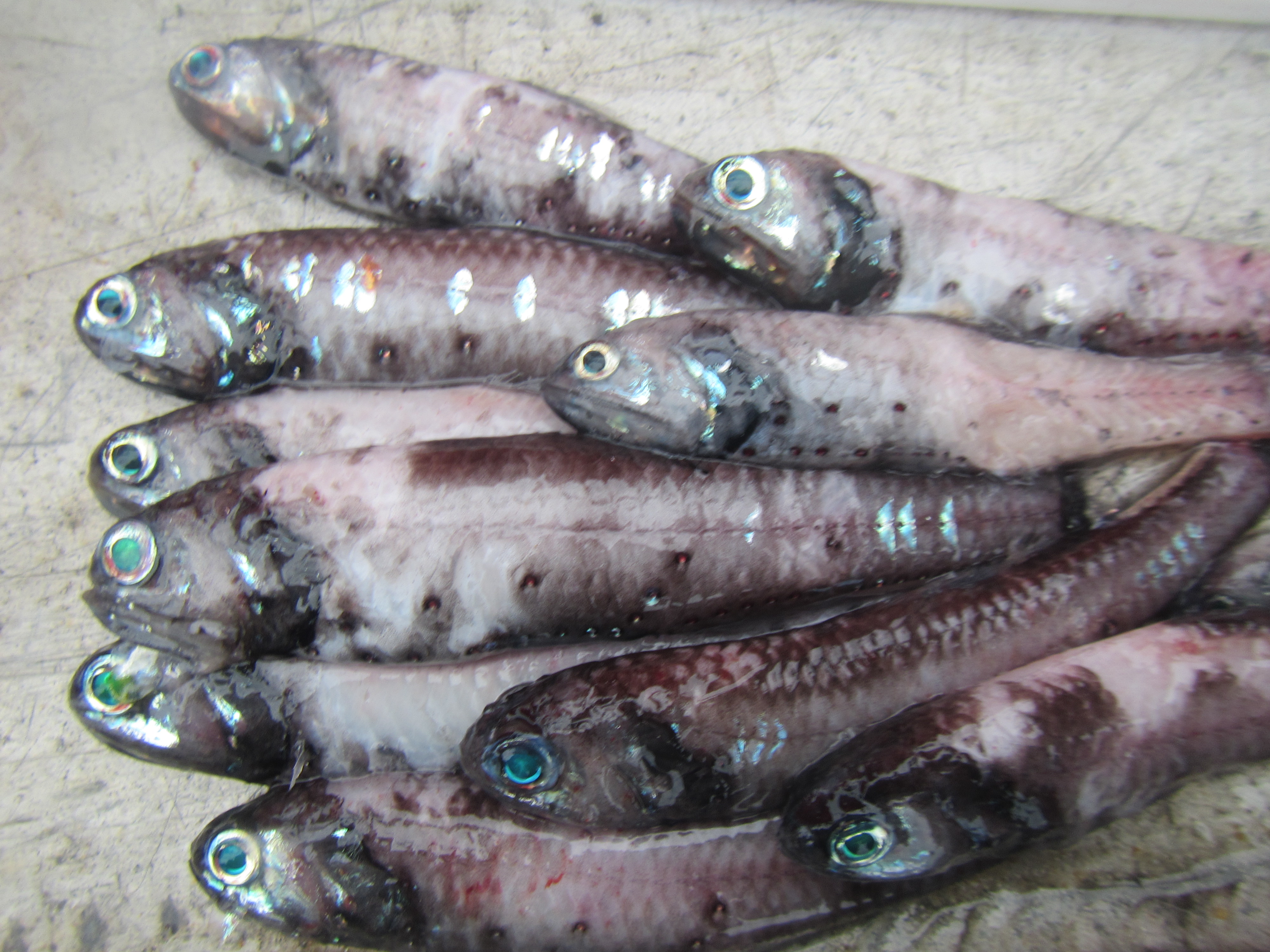 Northern lanternfish