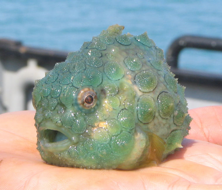 Pacific Spiny Lumpsucker