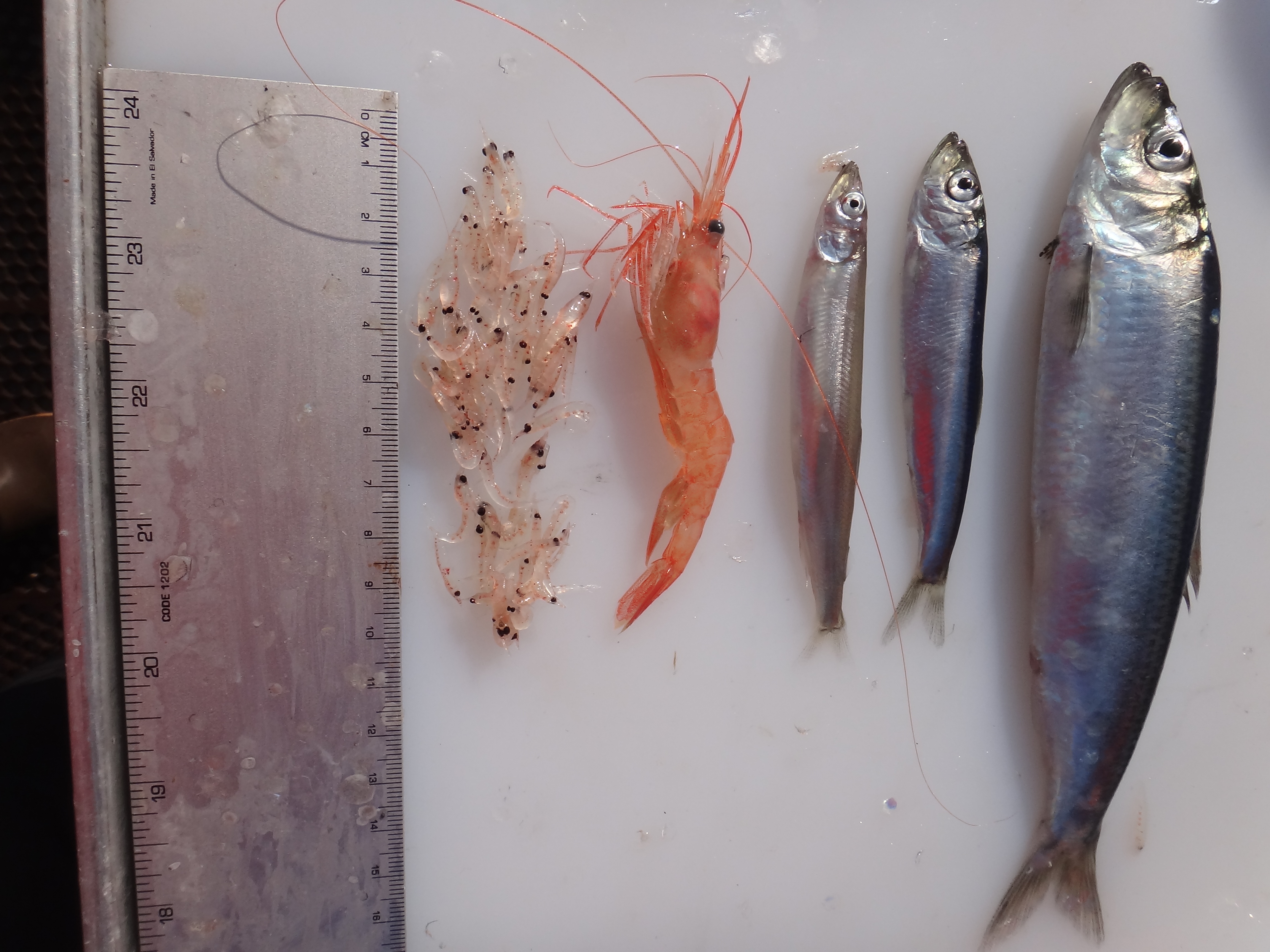 Research Image 10