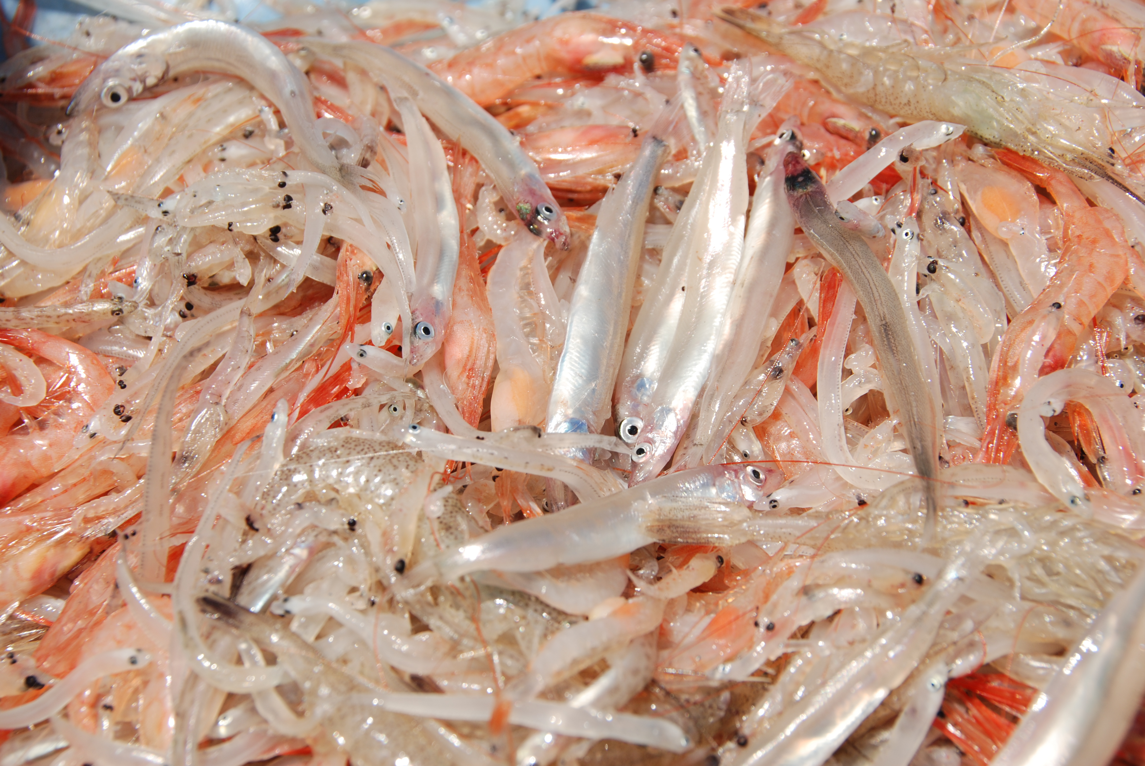 capelin and shrimp