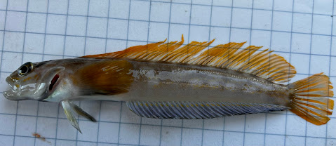 Research Image 7
