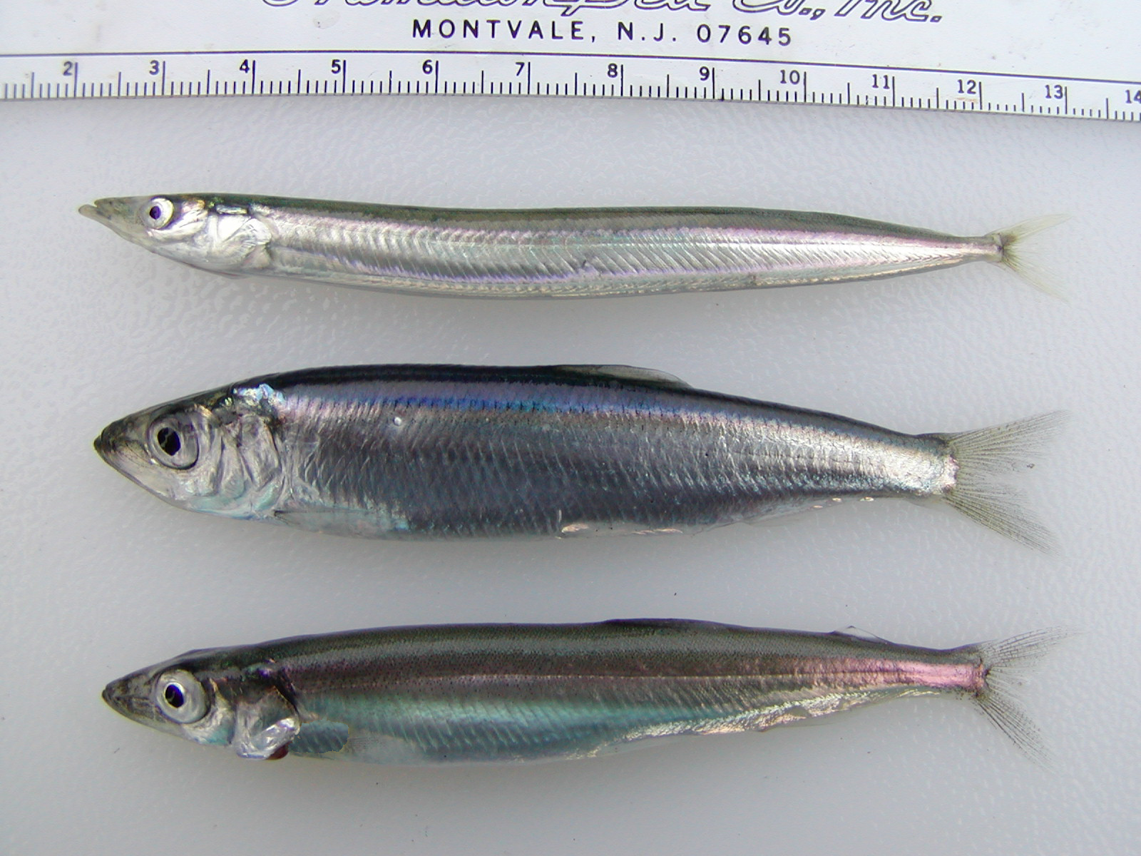 Pacific sand lance, Pacific herring, Pacific capelin